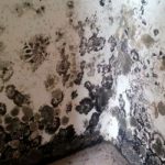 Black Mold in House: The Cause and How to Deal with It