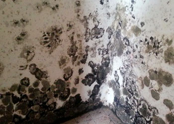Black Mold in House