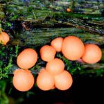 Orange Mold in Mulch: The Unique Slime Mold