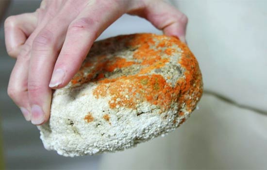 Orange Mold on Cheese