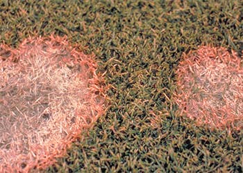 Pink Mold - Understanding the Type and the Effect