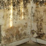 Best Way to Clean and Get Rid of Mold on Walls