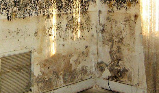 Best Way to Clean and Get Rid of Mold on Walls