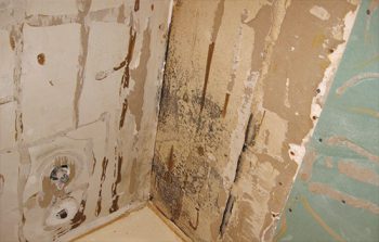Black mold behind shower wall