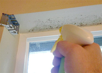 Removing Mold From Painted Walls