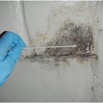 Mold Testing and the Various Types