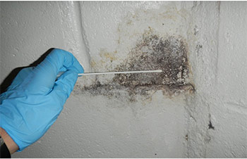Mold Testing and the Various Types
