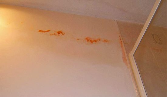 How To Get Rid of Pink Mold Growing On Walls
