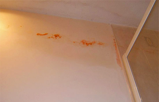 How To Get Rid of Pink Mold Growing On Walls