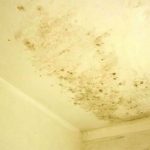 That Yellow Mold Above Your Shower? You Ever Wonder What it Is?