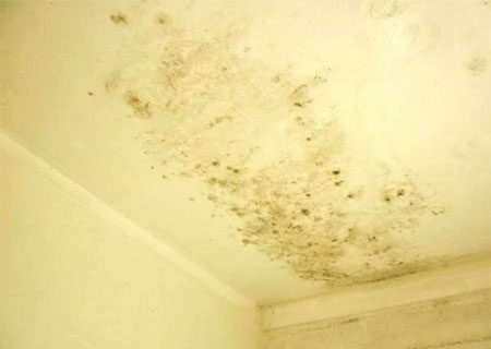 That Yellow Mold Above Your Shower