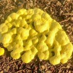 yellow mold grow