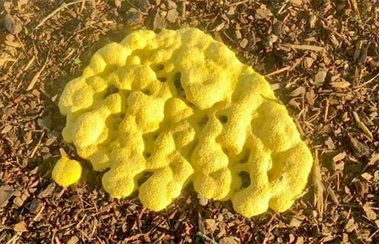 yellow mold grow