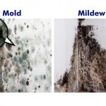 Mold vs Mildew